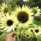 30 Seeds Moonshadow White Ornamental Sunflower Seeds Fresh Seeds
