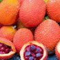 4 Seeds Gac Fruit Seeds (Momordica Cochinchinensis Spreng) Fresh Seeds