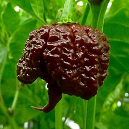20 Seeds Carolina Reaper Hot Pepper Chili Seeds Fresh Seeds