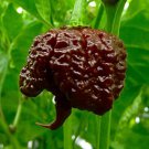 20 Seeds Carolina Reaper Hot Pepper Chili Seeds Fresh Seeds