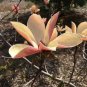 4 Seeds Adenium 'Yulan Magnolia' Pink Semidouble Petals Flower Seeds Fresh Seeds