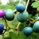 40 Seeds Variegated Porcelain Berry Vine 'Elegans' Seeds Fresh Seeds