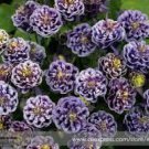 100 Seeds Twinkle' Dark Blue White Garden Columbine Flower Seeds Fresh Seeds