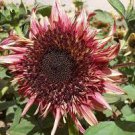 30 Seeds Double Dandy Hybrid Ornamental Sunflower Seeds Fresh Seeds