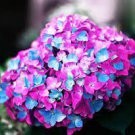 20 Seeds Rare Purple Rose Geranium Seeds (Double Pelargonium Flowers) Fresh Seeds