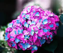 20 Seeds Rare Purple Rose Geranium Seeds (Double Pelargonium Flowers) Fresh Seeds