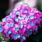 20 Seeds Rare Purple Rose Geranium Seeds (Double Pelargonium Flowers) Fresh Seeds