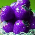 200 Seeds Mixed Giant Strawberry Varieties (Black, Blue, Red, Purple) Seeds Fresh Seeds