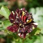 400 Seeds Black Dragon Rose Bush Flower Seeds Fresh Seeds
