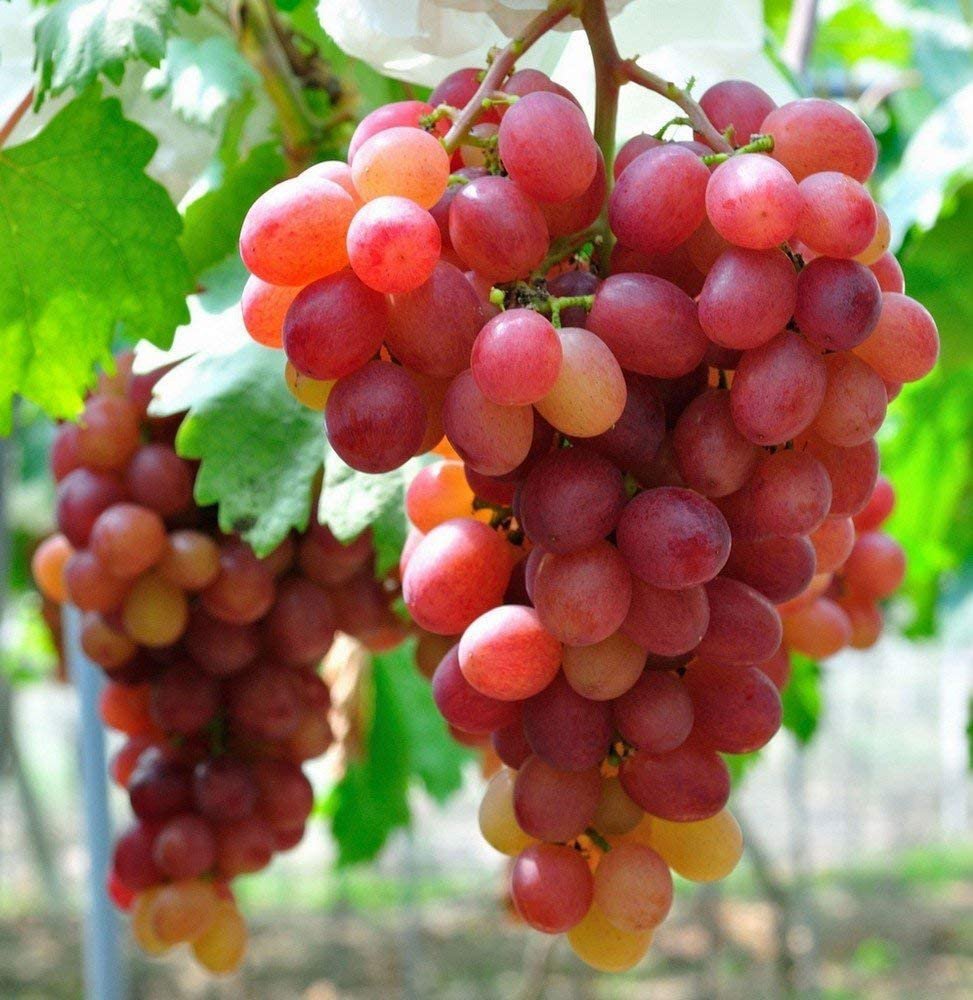 30 Seeds Pink Hongti Grape Organic Seeds Fresh Seeds