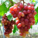 30 Seeds Pink Hongti Grape Organic Seeds Fresh Seeds