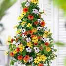 200 Seeds Black Eyed Susan Climbing Flower Bonsai Thunbergia Alata Seeds Fresh Seeds