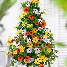 200 Seeds Black Eyed Susan Climbing Flower Bonsai Thunbergia Alata Seeds Fresh Seeds