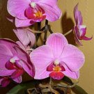 400 Seeds Phalaenopsis Orchid Bonsai Butterfly Orchid Plant Seeds Fresh Seeds