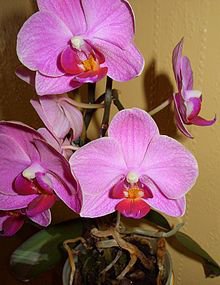 400 Seeds Phalaenopsis Orchid Bonsai Butterfly Orchid Plant Seeds Fresh Seeds