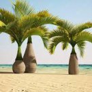 20 Seeds Bottle Palm Tree Seeds Fresh Seeds