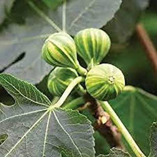 12 Seeds Ficus Carica (Common Fig) Seeds Fresh Seeds
