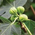 12 Seeds Ficus Carica (Common Fig) Seeds Fresh Seeds
