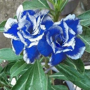 4 Seeds Blue White Desert Rose Adenium Flower Seeds Fresh Seeds