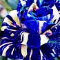 4 Seeds Blue White Desert Rose Adenium Flower Seeds Fresh Seeds