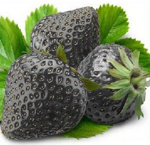 200 Seeds Super Black Strawberry Organic Seeds Fresh Seeds