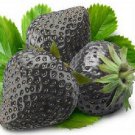200 Seeds Super Black Strawberry Organic Seeds Fresh Seeds