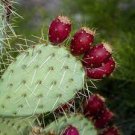 20 Seeds Rare Green Cactus with Red Flowers (Prickly Pear) Succulent Seeds Fresh Seeds