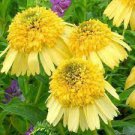 200 Seeds Rare Pineapple Sundae Echinacea Coneflower Seeds Fresh Seeds