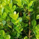 100 Seeds Wintergreen Boxwood Heirloom Ornamental Shrub Seeds Fresh Seeds