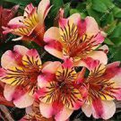 200 Seeds Alstroemeria Peruvian Lily Inca Bandit Princess Lily Seeds Fresh Seeds
