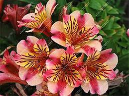 200 Seeds Alstroemeria Peruvian Lily Inca Bandit Princess Lily Seeds Fresh Seeds
