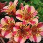 200 Seeds Alstroemeria Peruvian Lily Inca Bandit Princess Lily Seeds Fresh Seeds