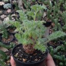 200 Seeds Pelargonium Graveolens Semente Flower Seeds Fresh Seeds
