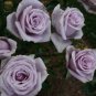 240 Seeds Sterling Silver Rose Flower Seeds Fresh Seeds