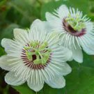 40 Seeds Passiflora Foetida White Wild Maracuja Stinking Passionflower Seeds Fresh Seeds