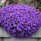100 Seeds Rare Purple Campanula Groundcover Plants for Flower Bed Fresh Seeds