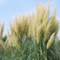 600 Seeds Colorful Pampas Grass Cortaderia Bonsai Seeds Fresh Seeds