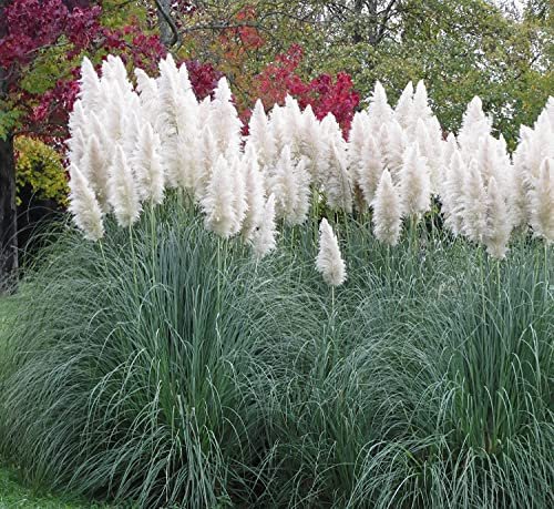 400 Seeds Pampas Grass Seeds Fresh Seeds