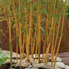 100 Seeds Yellow Fresh Bamboo Seeds Fresh Seeds