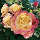 100 Seeds New Bella Roma Rose Bush Plant Seeds Fresh Seeds