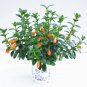 60 Seeds Goldfish Chlorophytum Plant Seeds Fresh Seeds