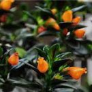 200 Seeds Goldfish Chlorophytum Plant Seeds Fresh Seeds