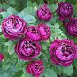 100 Seeds Heirloom Fresh Exotic Purple Rose Bush Flower Seeds Fresh Seeds