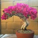 110 Seeds Climbing Bougainvillea Bonsai Plant Seeds Fresh Seeds