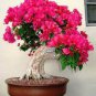 110 Seeds Climbing Bougainvillea Bonsai Plant Seeds Fresh Seeds