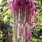 200 Seeds Climbing Echinopsis Tubiflora Flowering Cactus Bonsai Plant Seeds Fresh Seeds