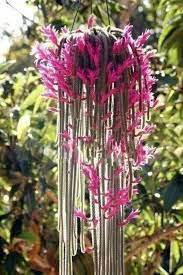200 Seeds Climbing Echinopsis Tubiflora Flowering Cactus Bonsai Plant Seeds Fresh Seeds
