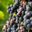 200 Seeds Marquette Dark Blue Grape Seeds Fresh Seeds