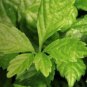 200 Seeds Jiaogulan Herb Tea Plant Seeds Fresh Seeds