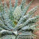 200 Seeds Mixed Aloe Succulent Seeds Fresh Seeds